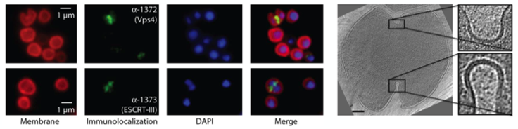 Cell Division Header